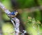 Red Bellied Nuthatch.