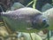 Red-bellied piranha, also known as the red piranha Pygocentrus nattereri swimming in aquarium fish tank