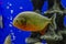 red bellied piranha in close up, a colorful glittering tropical fish in the colors gold, orange and red