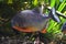 The red-bellied piranha, Pygocentrus altus, is a dangerous fish in water with green aquatic vegetation. Swimming predatory animal