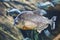 Red-bellied piranha Pygocentrus nattereri