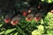 RED BELLIED PIRANHA pygocentrus nattereri, GROUP SWIMMING THROUGH AQUATIC PLANTS