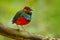 Red-bellied Pitta, Pitta erythrogaster, sitting on the branch in the green tropical forest. Beautiful jungle kingfisher, wildlife