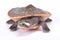 Red-bellied short neck turtle, Emydura subglobosa