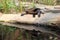Red-bellied short necked turtle