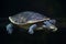 Red-bellied short-necked turtle (Emydura subglobosa).