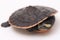 Red-bellied Shortneck Turtle, Emydura subglobosa