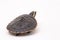 Red-bellied Shortneck Turtle, Emydura subglobosa