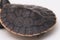 Red-bellied Shortneck Turtle, Emydura subglobosa