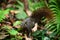 Red-bellied Squirrel, Wild animal in Vietnam