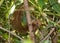 The red-bellied tree squirrel climbs on tree.