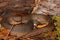 Red-bellied Water Snake Nerodia erythrogaster