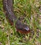Red-bellied watersnake in North Carolina