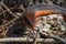 Red-bellied Watersnake in Okefenokee Swamp