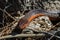 Red-bellied Watersnake in Okefenokee Swamp