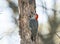 Red bellied wood pecker