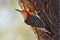 Red-Bellied Woodpecker