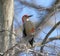 Red-bellied Woodpecker