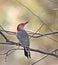 Red-bellied Woodpecker