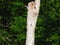 A Red-Bellied Woodpecker on a Dead Tree while Baby Northern Flicker Woodpecker Bird Pokes Its Head of the Nest in a Hole