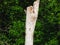 A Red-Bellied Woodpecker on a Dead Tree while Baby Northern Flicker Woodpecker Bird Pokes Its Head of the Nest in a Hole