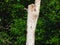 A Red-Bellied Woodpecker on a Dead Tree while Baby Northern Flicker Woodpecker Bird Pokes Its Head of the Nest in a Hole