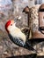 Red Bellied Woodpecker eating on a Bird Feeder