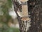 Red-bellied woodpecker feeding in wire feeder in backyard with t