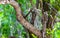 Red bellied woodpecker hammering drill on tree trunk in Mexico