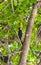 Red bellied woodpecker hammering drill on tree trunk in Mexico