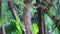 Red bellied woodpecker hammering drill on tree trunk in Mexico