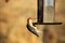 Red-bellied Woodpecker Hanging on Bird Feeder