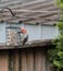 Red-Bellied Woodpecker Hanging on Metal Bird Feeder Trying to Get Food