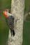 Red-bellied woodpecker Melanerpes carolinus