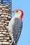 Red-bellied Woodpecker (Melanerpes carolinus) on a Peanut Feeder