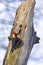 A Red-bellied Woodpecker Melanerpes carolinus perched on a dead tree