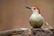 Red Bellied Woodpecker Melanerpes carolinus Profile on Fallen Tree Trunk