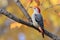 Red-bellied Woodpecker (North America) (Generative AI)