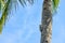 Red Bellied Woodpecker Pecking on a Palm Tree