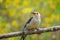 Red bellied woodpecker perched on a branch