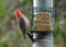 Red Bellied Woodpecker with red belly feathers puffed out