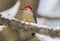 A Red-bellied woodpecker on a snow-covered branch.