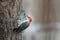 Red-Bellied Woodpecker at suet feeder