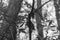 Red Bellied Woodpecker In A Tree In Black And White