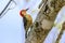 Red Bellied Woodpecker in Venice Florida