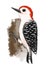 Red-Bellied Woodpecker watercolor bird illustration