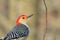 Red Bellied Woodpecker - Wildlife Background - Colors in Nature