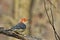 Red Bellied Woodpecker - Wildlife Background - Posture of Pink and Red