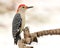 Red-bellied Woodpecker in Winter