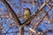 Red bellied woodpecker in the winter sunshine